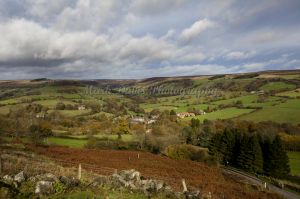 Gorgeous rosedale 1.jpg